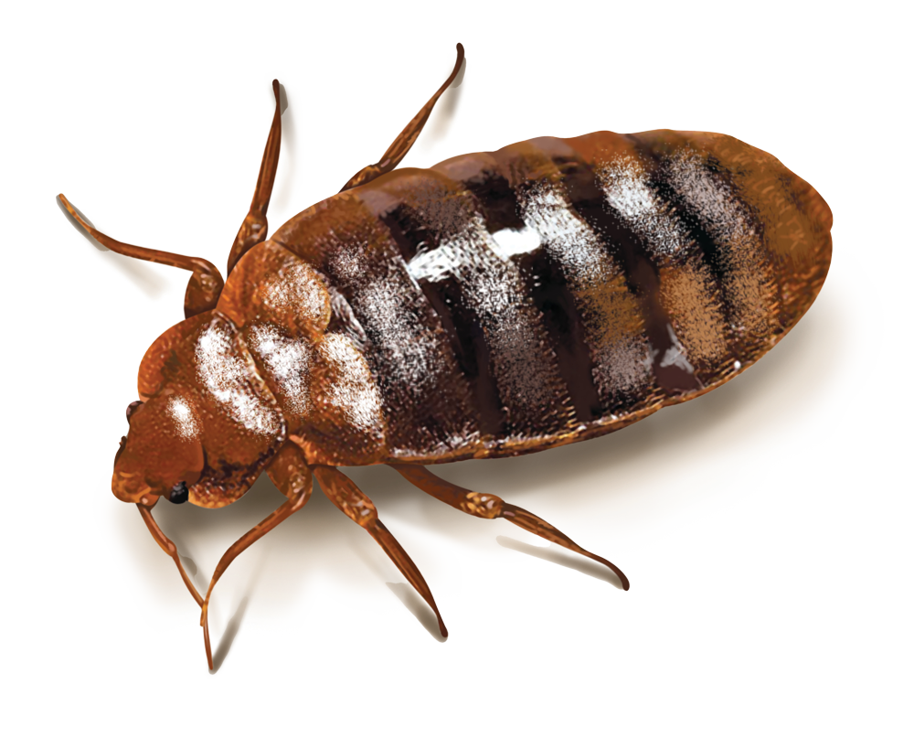 Bed bug cutout illustration