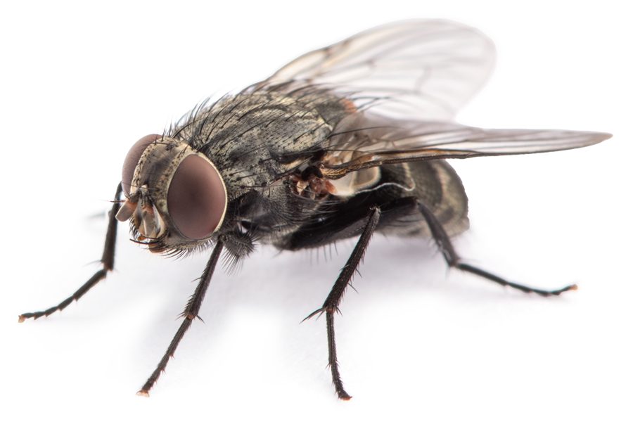 Fly pest cutout illustration