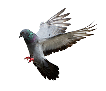 Image2